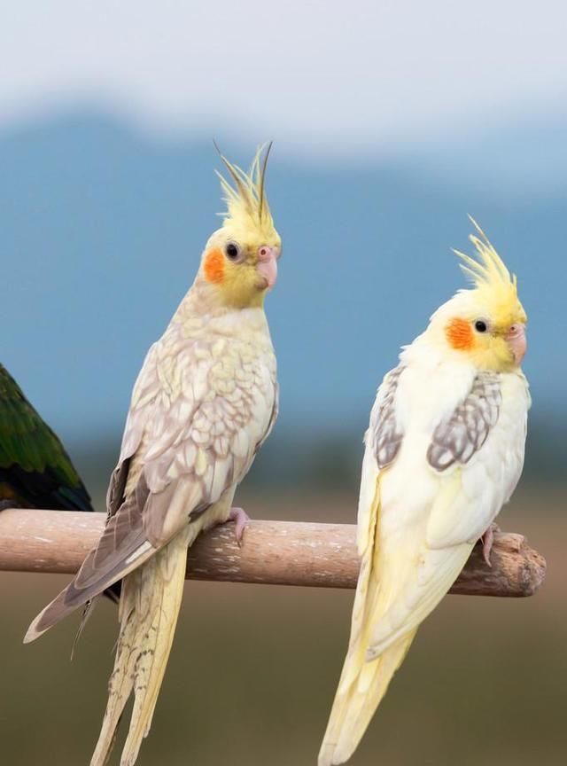 玄凤母鸟一到晚上不让公鸟进窝是为什么？