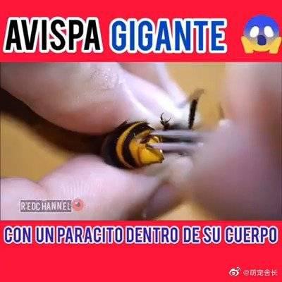 这是寄生虫 最后还喂了角蛙