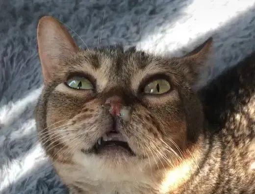 猫不仅会舔空气,而且还经常冒鼻涕泡,被主人捕捉出来的这副样子,丑丑