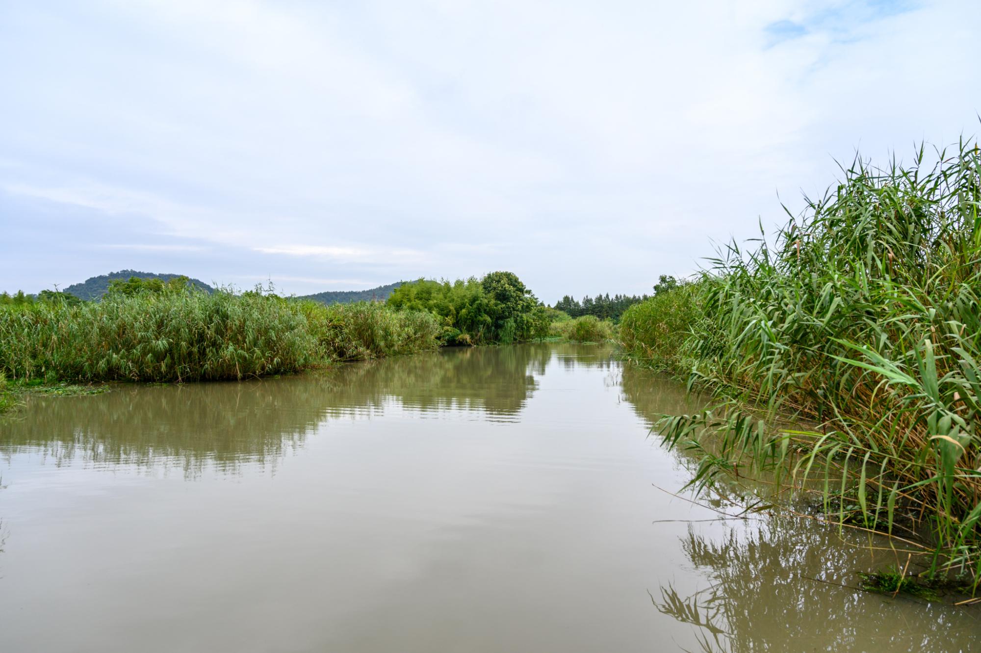 德清下渚湖,一处原生态的天然湿地秘境,被誉为"中国最美湿地"