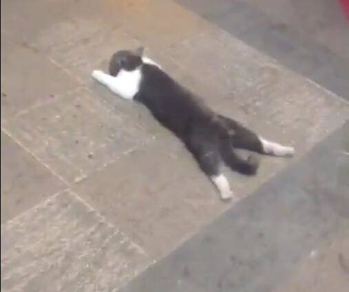 猫咪趴地板上睡觉，姿势特别怪异，让人想踩它一脚！休闲区蓝鸢梦想 - Www.slyday.coM