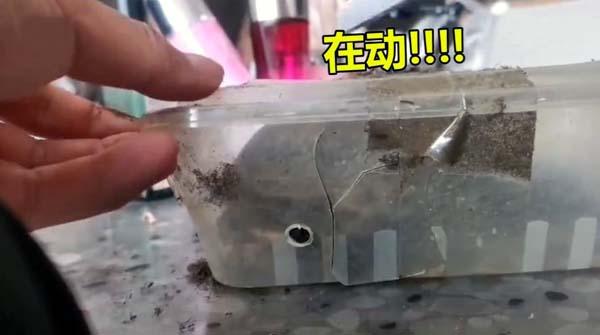 买家网购乌龟因疫情被困60天，打开包裹后奇迹出现了休闲区蓝鸢梦想 - Www.slyday.coM