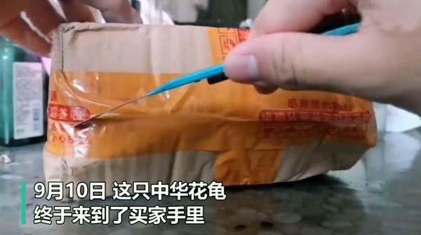 买家网购乌龟因疫情被困60天，打开包裹后奇迹出现了休闲区蓝鸢梦想 - Www.slyday.coM