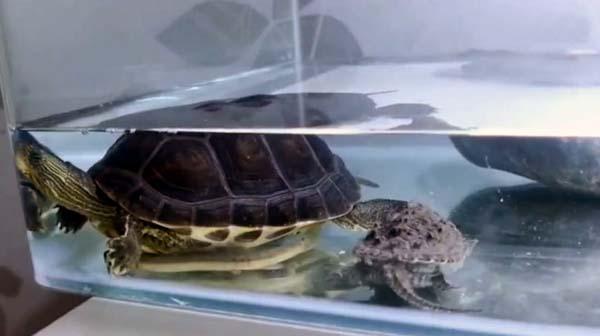 买家网购乌龟因疫情被困60天，打开包裹后奇迹出现了休闲区蓝鸢梦想 - Www.slyday.coM