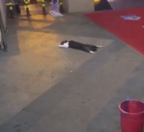 猫咪趴地板上睡觉，姿势特别怪异，让人想踩它一脚！休闲区蓝鸢梦想 - Www.slyday.coM