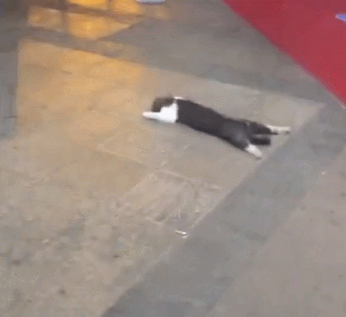 猫咪趴地板上睡觉，姿势特别怪异，让人想踩它一脚！休闲区蓝鸢梦想 - Www.slyday.coM