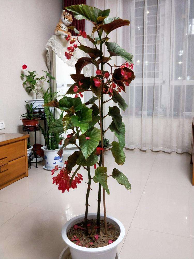 海棠花节节生长这么特殊的竹节海棠你见过其实很好养颜值超高