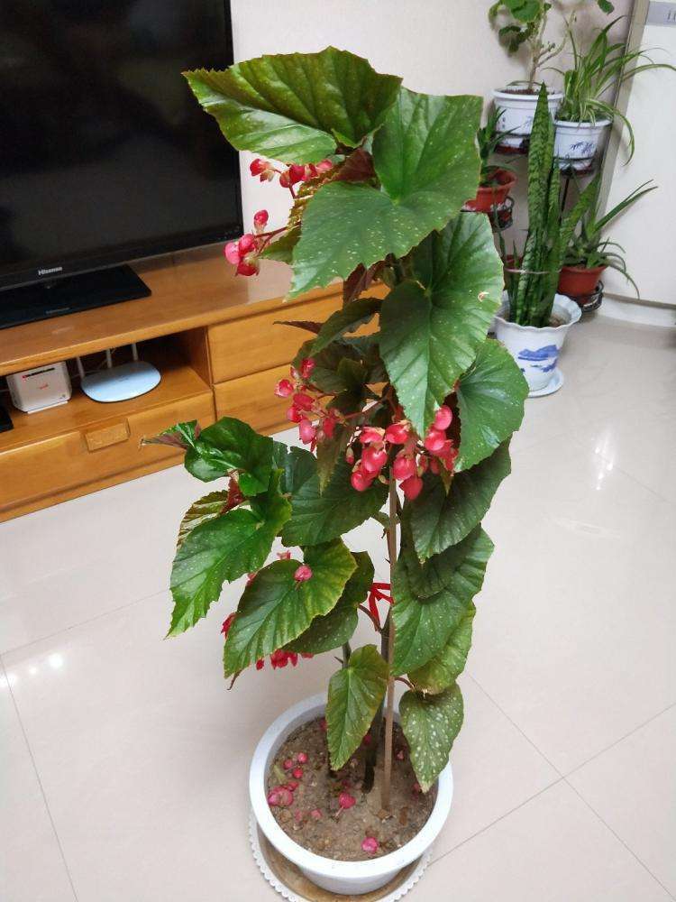 海棠花节节生长这么特殊的竹节海棠你见过其实很好养颜值超高