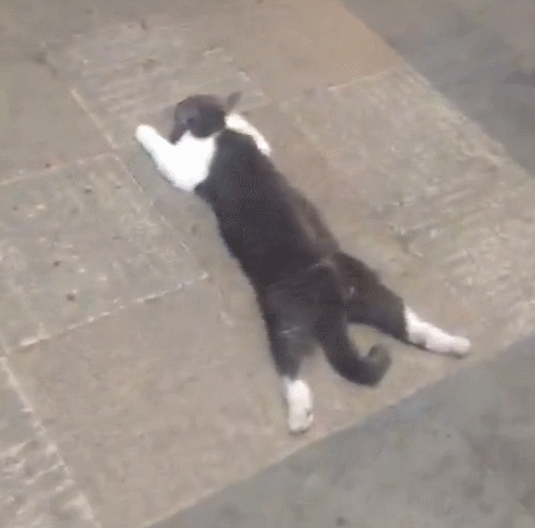 猫咪趴地板上睡觉，姿势特别怪异，让人想踩它一脚！休闲区蓝鸢梦想 - Www.slyday.coM