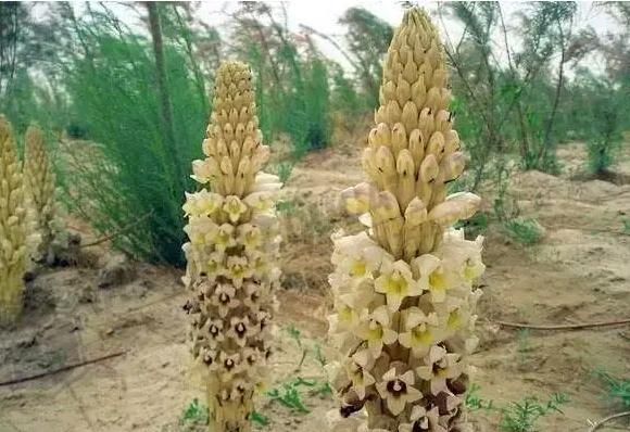 6年了，放弃百万年薪，回农村种地的北大博士现在如何，后悔了吗休闲区蓝鸢梦想 - Www.slyday.coM