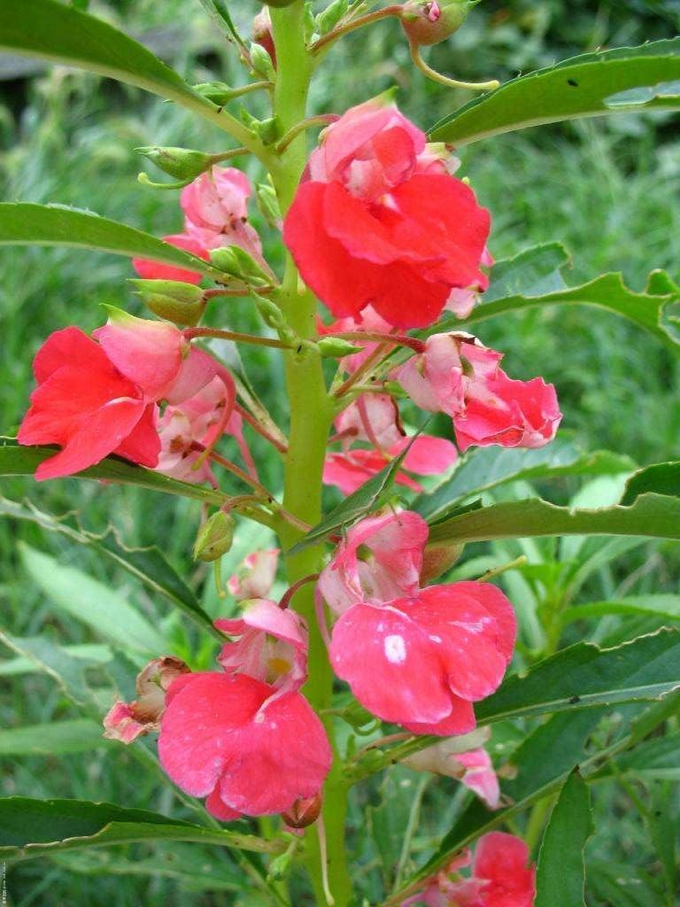 凤仙花皮实好养栽种时注意这几点花期长比常见花更好看