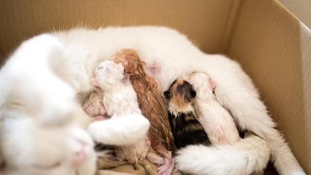 猫咪主动照顾刚出生的小主人,几个月后,小主人逐渐“猫化”休闲区蓝鸢梦想 - Www.slyday.coM 猫咪主动照顾刚出生的小主人,几个月后,小主人逐渐“猫化”休闲区蓝鸢梦想 - Www.slyday.coM