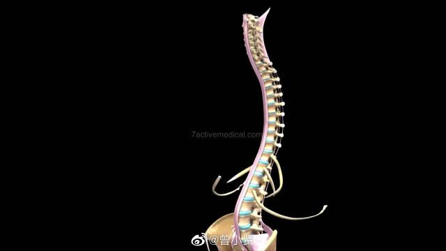 人体骨架一共有206块骨头,那么它们是如何组合在一起的呢?