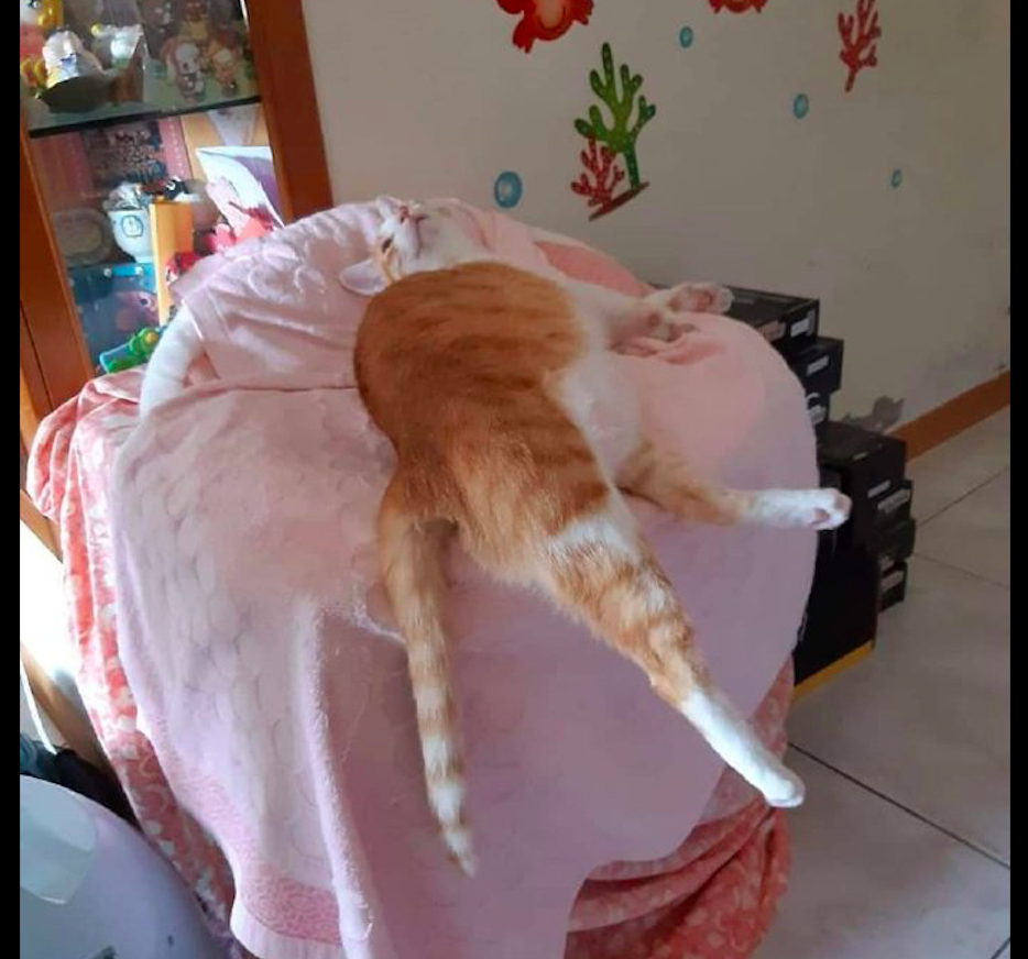 猫咪半个身子都悬空了,还躺着睡得正香呢,猫:休闲自得无人扰