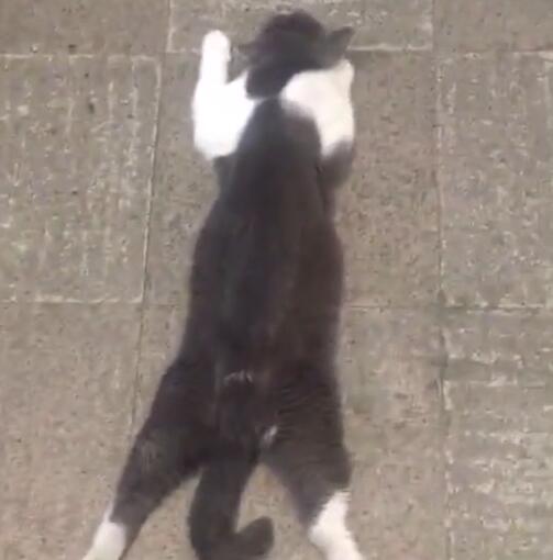 猫咪趴地板上睡觉，姿势特别怪异，让人想踩它一脚！休闲区蓝鸢梦想 - Www.slyday.coM