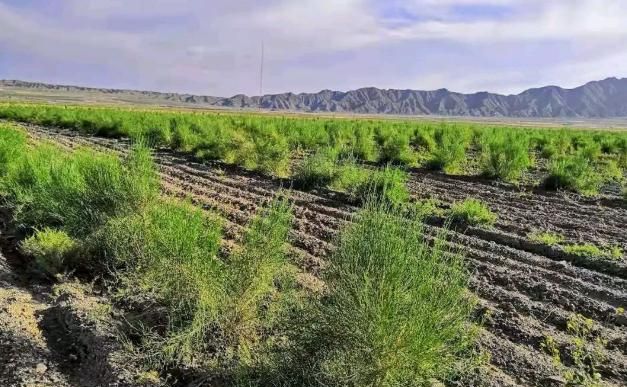 6年了，放弃百万年薪，回农村种地的北大博士现在如何，后悔了吗休闲区蓝鸢梦想 - Www.slyday.coM