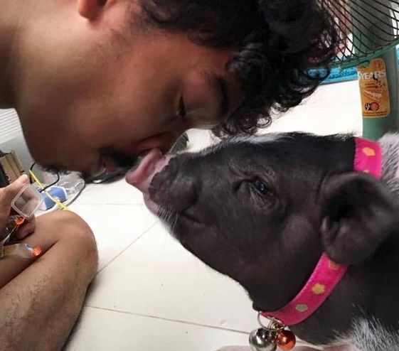 男子把母猪当女朋友来养,母猪已经被宠上了天,看后让人惊呆了