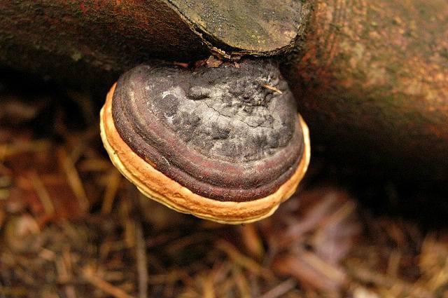 扁平层孔菌可产生300亿个孢子.