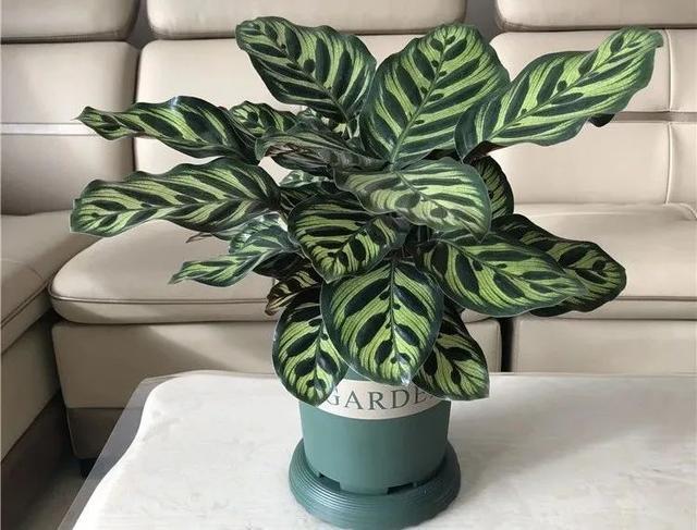 光芒四射耀眼璀璨的孔雀竹芋这么养护多姿多彩