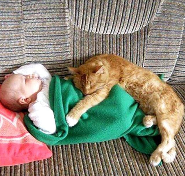 猫咪主动照顾刚出生的小主人,几个月后,小主人逐渐“猫化”休闲区蓝鸢梦想 - Www.slyday.coM 猫咪主动照顾刚出生的小主人,几个月后,小主人逐渐“猫化”休闲区蓝鸢梦想 - Www.slyday.coM