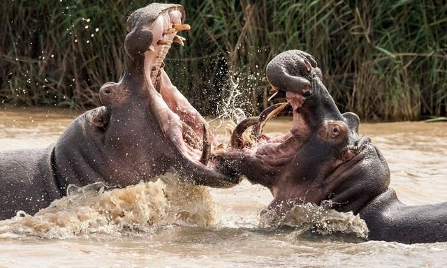 鳄鱼偷袭河马,不料反被河马咬住狂甩,河马:找错人了!