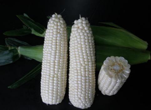 3种最罕见的白色水果全吃过的请接受我的膝盖