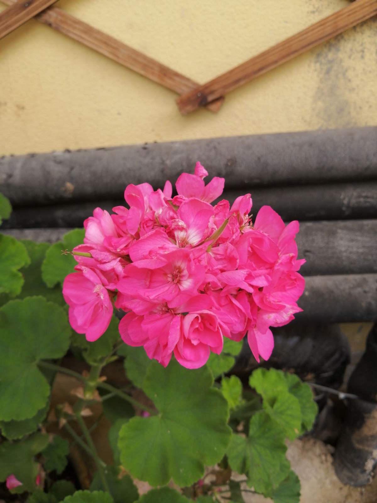 天竺葵就喜欢凉爽的环境,像秋天这种不冷不热的温度是刚刚好的.