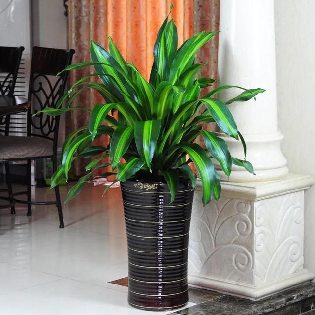 长寿富贵步步高升的香龙血树这么养事业兴旺财气盛