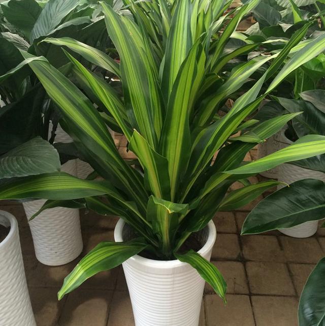 长寿富贵步步高升的香龙血树这么养事业兴旺财气盛