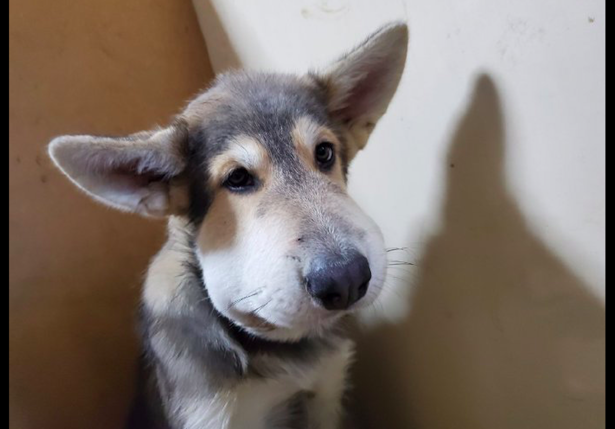 狗狗去追蜜蜂结果被蛰了,脸马上就肿了起来,原谅我忍不住笑了