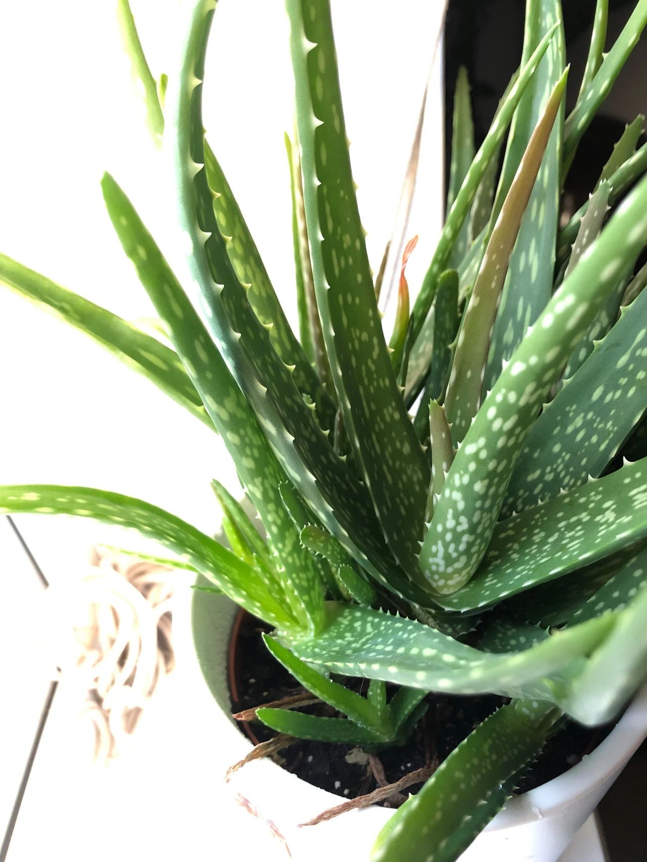 芦荟普通品种和园艺品种你更喜欢哪种为啥有人将芦荟养死