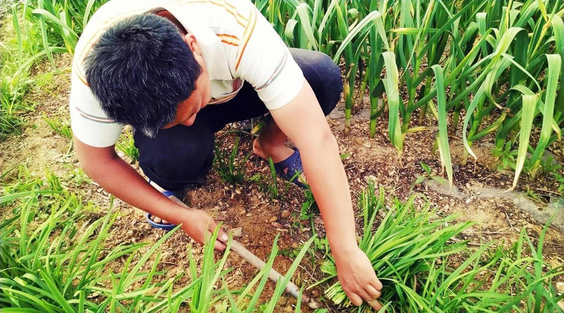 另类说三农:掌握了这些割韭菜的技巧