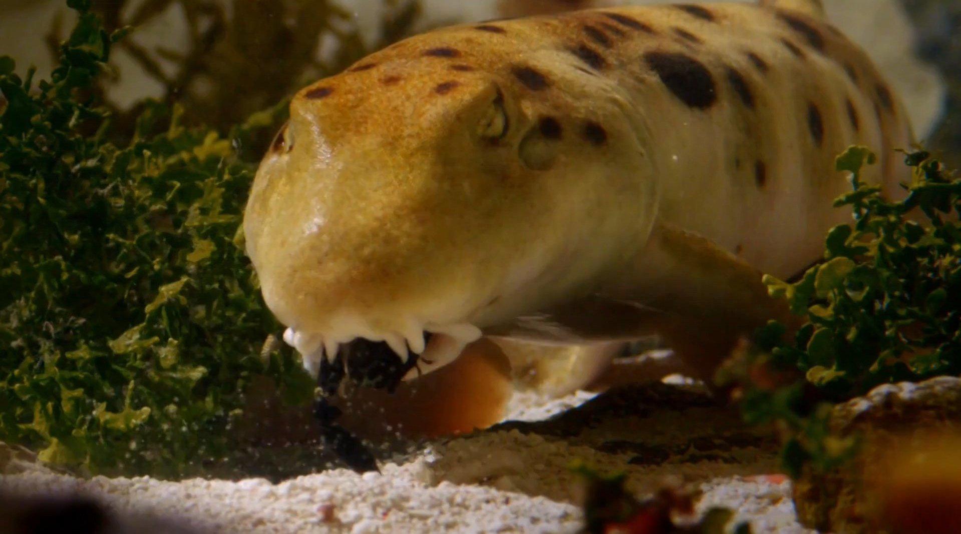 行走的鲨鱼 the walking shark