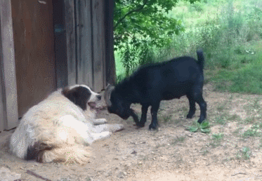 373_258gif 动态图 动图