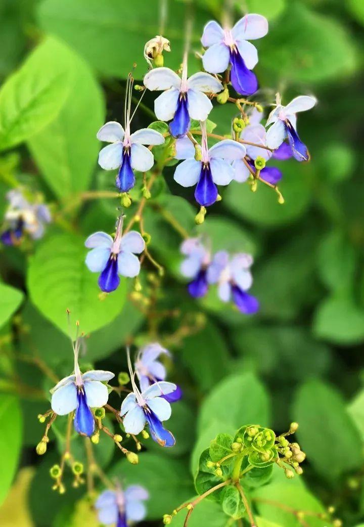 看看这些小众花,新鲜好玩还招人稀罕!
