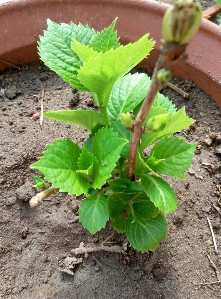 绣球花扦插记住2个原则,半个月就生根,养一盆活一盆|枝条|绣球花|土壤