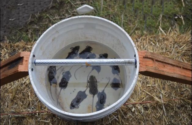 男子一晚上抓了11只老鼠竟然只用一根铁棒路人看后啧啧称奇