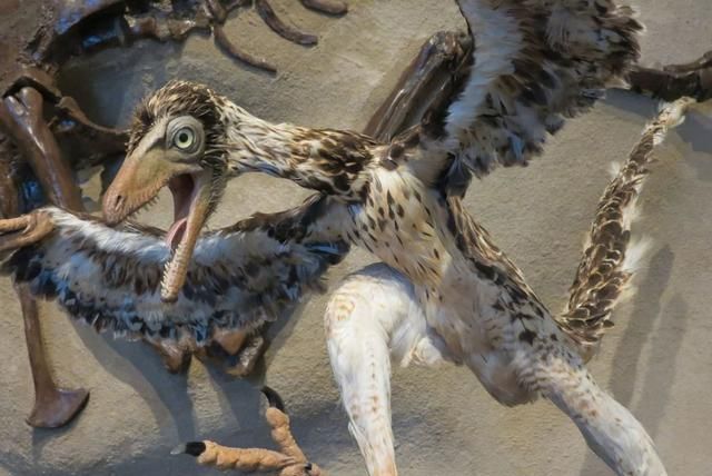 小行星撞击地球之后,为何恐龙灭绝鸟类却存活下来了?休闲区蓝鸢梦想 - Www.slyday.coM 小行星撞击地球之后,为何恐龙灭绝鸟类却存活下来了?休闲区蓝鸢梦想 - Www.slyday.coM