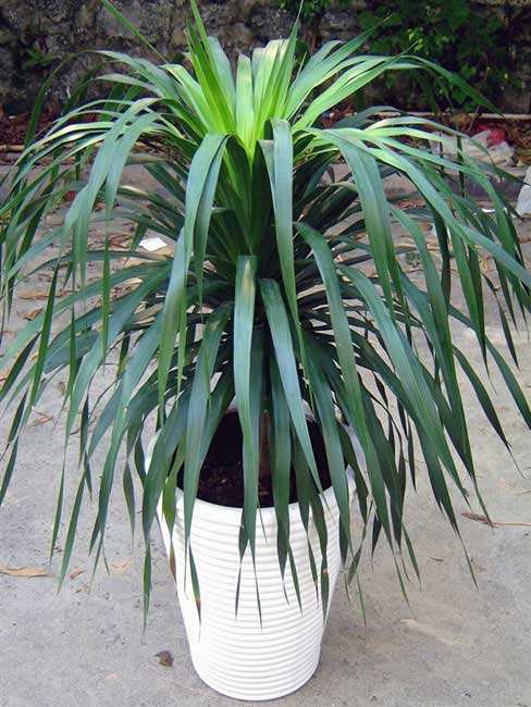 盆栽植物翠兰怎么养好?