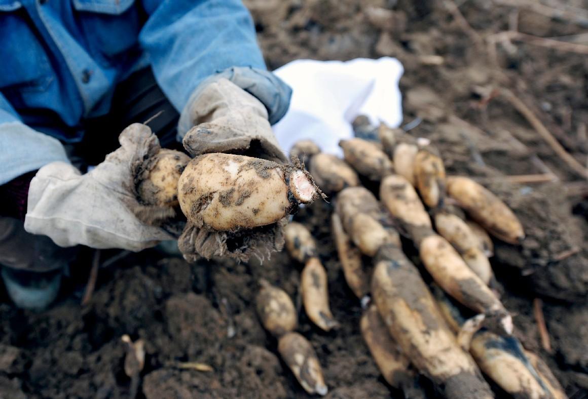 七孔藕和九孔藕两种藕有区别吗大厨告诉你实情买错了很难吃