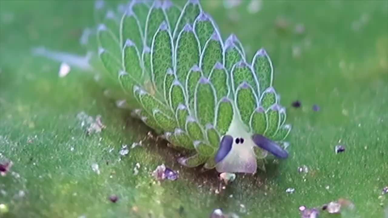 海底"小绵羊"——藻类海蛞蝓
