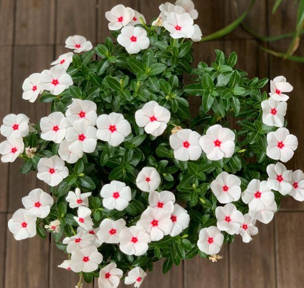 长春花(四季梅)天天开!盆栽注意此4点,全年花开不停歇