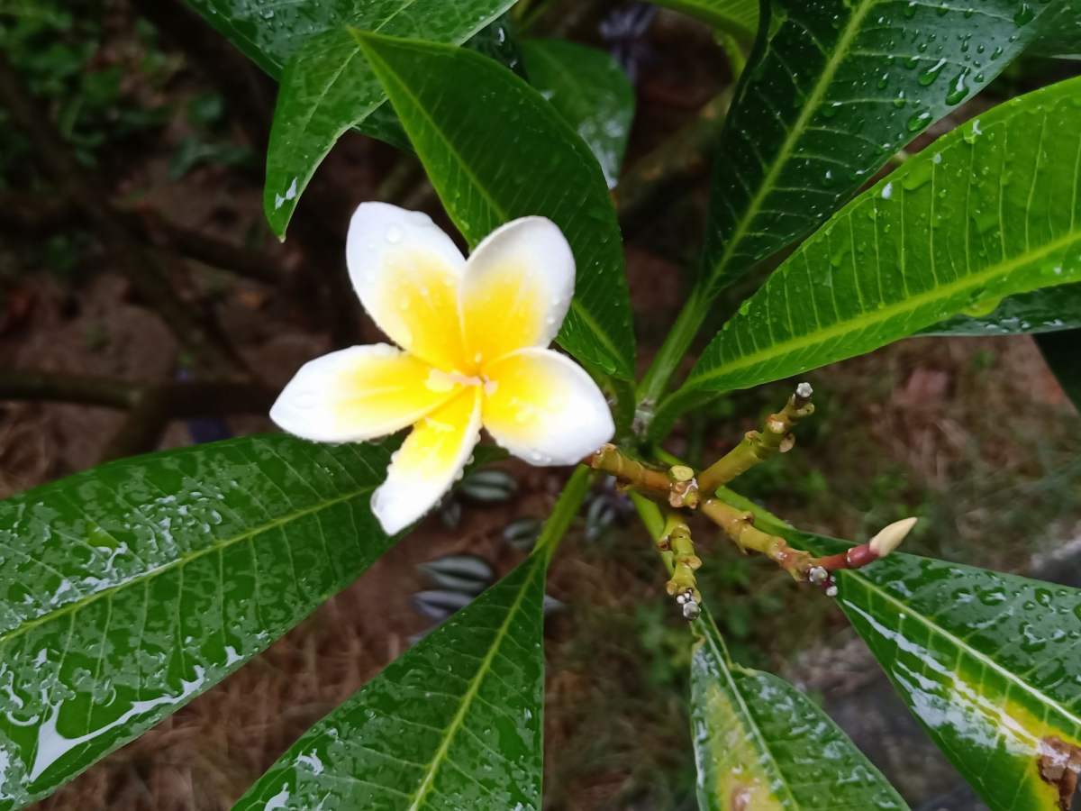 看看这些小众花,新鲜好玩还招人稀罕!
