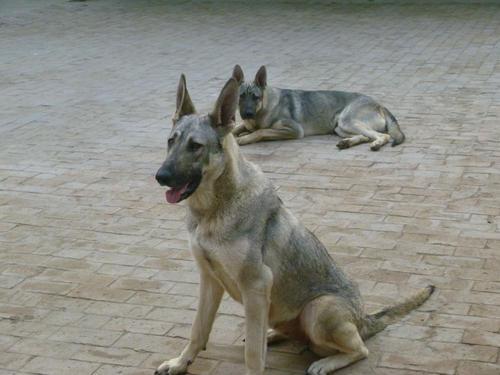 狼青犬是什么神仙宠物,这5大好处只有养过的人才知道