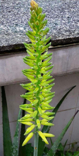 芦荟开花有技巧做好这几点冒出好运花还是红色的