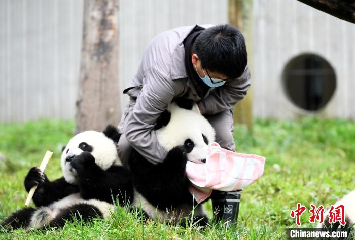 饲养员用毛巾给大熊猫宝宝擦嘴. 安源 摄