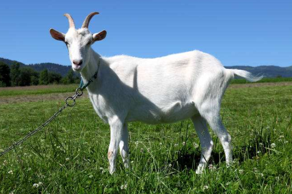 生肖羊:9月初会遇到下面2个人,让你"羊羊得意"到年底!