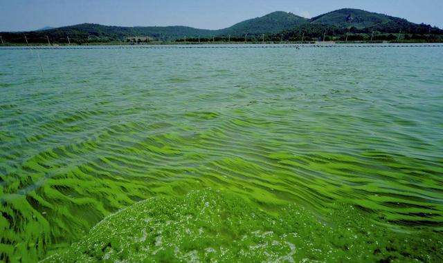 蓝藻爆发的水面蓝藻生长的必须因素是有机磷,这也是导致水体富营养化