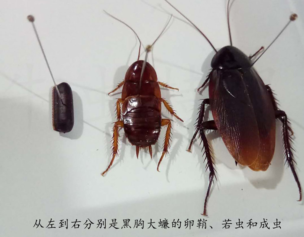 各种蟑螂品种图片图片