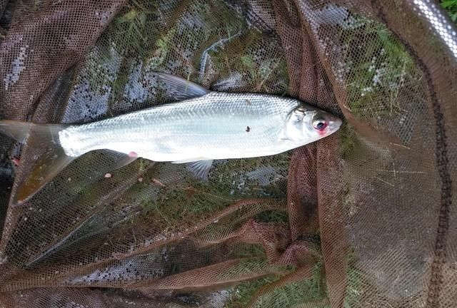 白鲢鱼在购买的时候挑选大一些的,刺相对就好挑一点